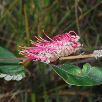 Grevillea macleayana (Jervis Bay Grevillea) at Hyams Beach, NSW - 19 Aug 2023 by Harrisi