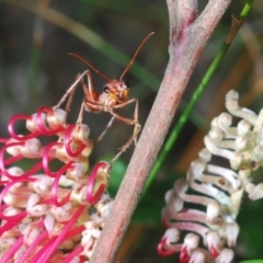 Grevillea macleayana at Hyams Beach, NSW - 19 Aug 2023