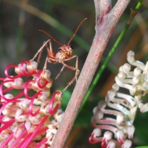 Grevillea macleayana at Hyams Beach, NSW - 19 Aug 2023 01:35 PM