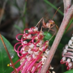 Grevillea macleayana at Hyams Beach, NSW - 19 Aug 2023