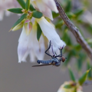 Sphicosa sp. (genus) at Block 402 - 19 Aug 2023