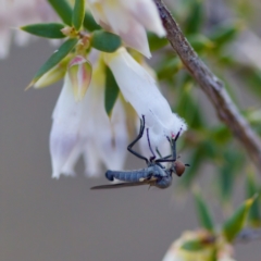 Sphicosa sp. (genus) (A dance fly) at Piney Ridge - 19 Aug 2023 by KorinneM