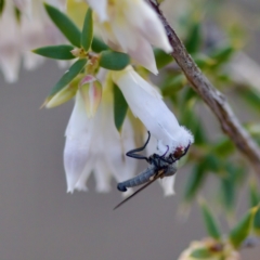 Sphicosa sp. (genus) at Block 402 - 19 Aug 2023