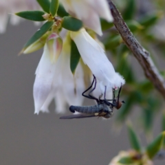 Sphicosa sp. (genus) at Bluetts Block (402, 403, 12, 11) - 19 Aug 2023