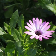 Dimorphotheca ecklonis (South African Daisy) at Sullivans Creek, Turner - 9 Apr 2023 by ConBoekel