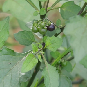 Solanum nigrum at Turner, ACT - 9 Apr 2023