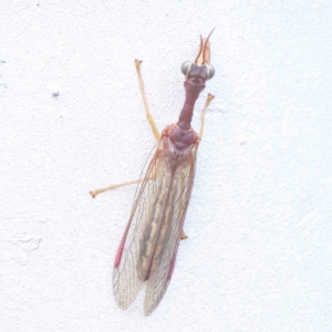 Mantispidae (family) at Turner, ACT - 9 Apr 2023 04:34 PM