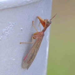 Mantispidae (family) at Turner, ACT - 9 Apr 2023 04:34 PM