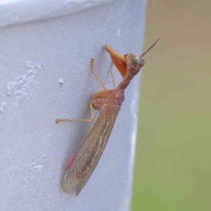 Mantispidae (family) at Turner, ACT - 9 Apr 2023 04:34 PM