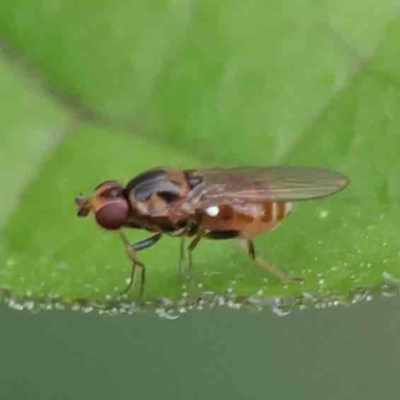 Sapromyza sp. (genus) (A lauxaniid fly) at Sullivans Creek, Turner - 9 Apr 2023 by ConBoekel