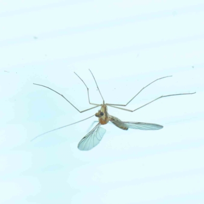 Nematocera sp. (suborder) (Unidentified 'nematoceran' fly) at Turner, ACT - 9 Apr 2023 by ConBoekel