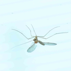 Nematocera sp. (suborder) (Unidentified 'nematoceran' fly) at Turner, ACT - 9 Apr 2023 by ConBoekel