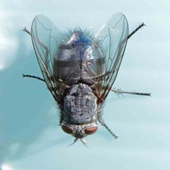 Calliphora vicina (European bluebottle) at Sullivans Creek, Turner - 9 Apr 2023 by ConBoekel