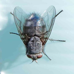 Calliphora vicina at Turner, ACT - 9 Apr 2023