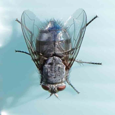 Calliphora vicina (European bluebottle) at Turner, ACT - 9 Apr 2023 by ConBoekel