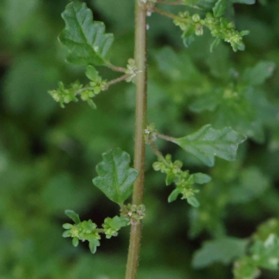 Dysphania pumilio (Small Crumbweed) at Australian National University - 9 Apr 2023 by ConBoekel
