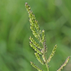 Echinochloa crus-galli (Barnyard Grass) at Sullivans Creek, Turner - 9 Apr 2023 by ConBoekel