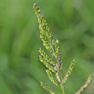 Echinochloa crus-galli at Turner, ACT - 9 Apr 2023 03:57 PM