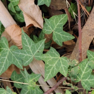 Hedera helix at Turner, ACT - 9 Apr 2023