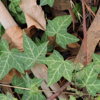 Hedera sp. (helix or hibernica) (Ivy) at Sullivans Creek, Turner - 9 Apr 2023 by ConBoekel