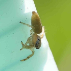 Salticidae (family) (Unidentified Jumping spider) at Turner, ACT - 9 Apr 2023 by ConBoekel