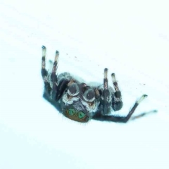 Maratus griseus (Jumping spider) at Turner, ACT - 9 Apr 2023 by ConBoekel