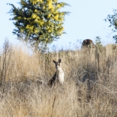 Macropus giganteus (Eastern Grey Kangaroo) at Molonglo Valley, ACT - 20 Aug 2023 by JimL