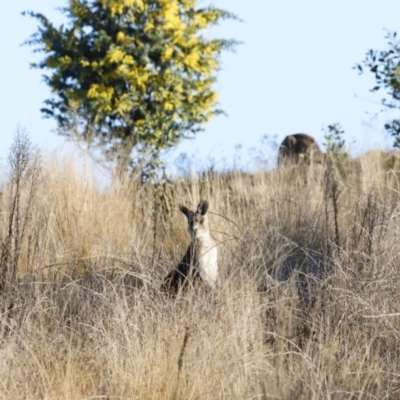 Macropus giganteus (Eastern Grey Kangaroo) at Molonglo Valley, ACT - 20 Aug 2023 by JimL