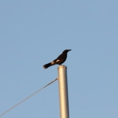 Strepera graculina (Pied Currawong) at Coombs, ACT - 20 Aug 2023 by JimL