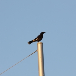 Strepera graculina at Coombs, ACT - 20 Aug 2023