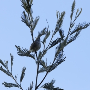 Acanthiza pusilla at Weston, ACT - 20 Aug 2023