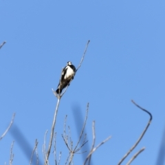 Grallina cyanoleuca (Magpie-lark) at Weston, ACT - 19 Aug 2023 by JimL