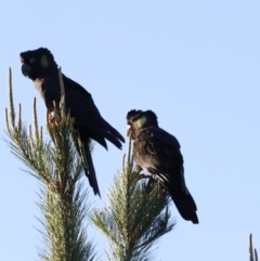 Zanda funerea (Yellow-tailed Black-Cockatoo) at Molonglo Valley, ACT - 20 Aug 2023 by JimL