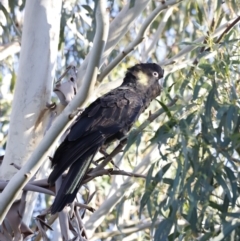 Zanda funerea at Molonglo Valley, ACT - 20 Aug 2023 07:36 AM