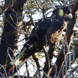 Zanda funerea at Molonglo Valley, ACT - 20 Aug 2023 07:36 AM