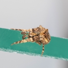 Hortophora sp. (genus) (Garden orb weaver) at Jerrabomberra, NSW - 18 Aug 2023 by MarkT