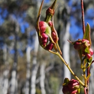 Eucalyptus insect gall at Stromlo, ACT - 20 Aug 2023 09:58 AM