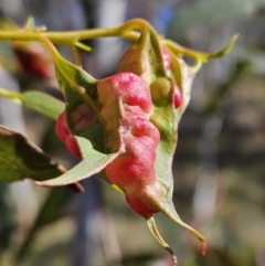 Eucalyptus insect gall at Stromlo, ACT - 20 Aug 2023