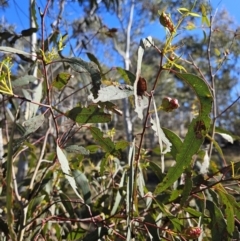 Eucalyptus insect gall at Stromlo, ACT - 20 Aug 2023