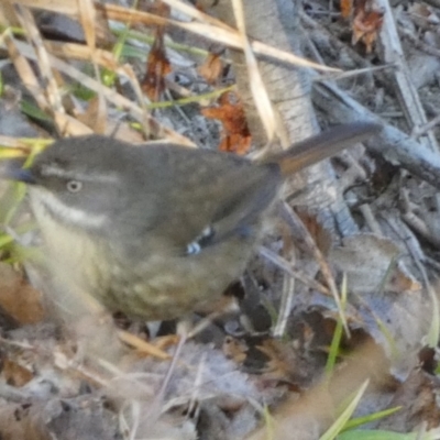 Sericornis frontalis (White-browed Scrubwren) at Central Molonglo - 19 Aug 2023 by Paul4K