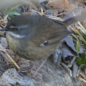 Sericornis frontalis at Oaks Estate, ACT - 20 Aug 2023