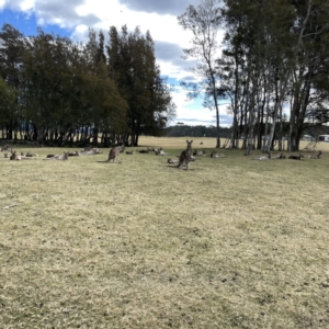 Macropus giganteus at Maloneys Beach, NSW - 19 Aug 2023 02:03 PM