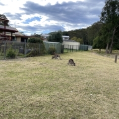 Macropus giganteus at Maloneys Beach, NSW - 19 Aug 2023