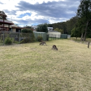 Macropus giganteus at Maloneys Beach, NSW - 19 Aug 2023