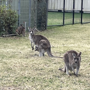 Macropus giganteus at Maloneys Beach, NSW - 19 Aug 2023