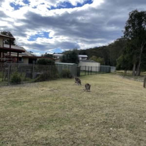 Macropus giganteus at Maloneys Beach, NSW - 19 Aug 2023