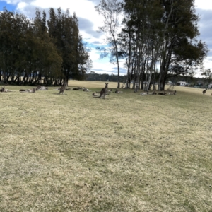 Macropus giganteus at Maloneys Beach, NSW - 19 Aug 2023 02:03 PM