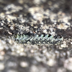 Brunia replana (Lichen-eating Caterpillar) at QPRC LGA - 18 Aug 2023 by Hejor1