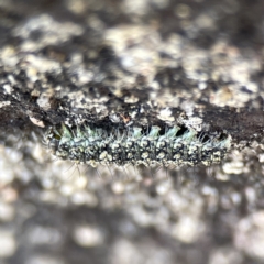 Brunia replana (Lichen-eating Caterpillar) at Braidwood, NSW - 18 Aug 2023 by Hejor1