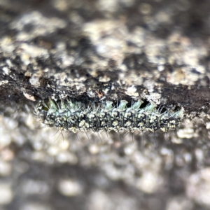 Brunia replana at Braidwood, NSW - 18 Aug 2023 12:22 PM